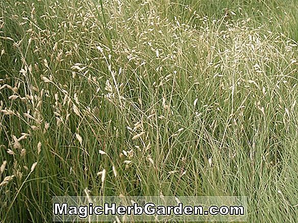 Buchloe dactyloides (Buffalo Grass) 🏡 bobtailklub.hu | 