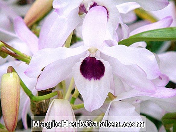 Orchid Dendrobium nobile otthoni gondozást, mit kell tenni virágzás után