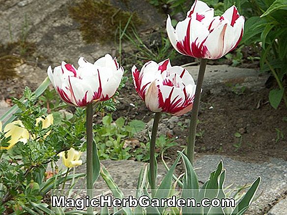 Planten: Tulipa (Nizza Tulip)