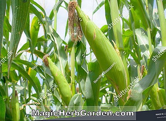 Zea mays (Chief Ouray Corn)