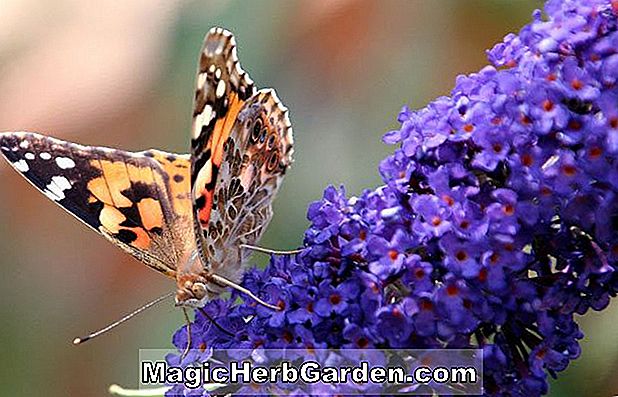Buddleia - Pillangó bokor, nyári lila, évelők Útmutató a virágok ültetéséhez