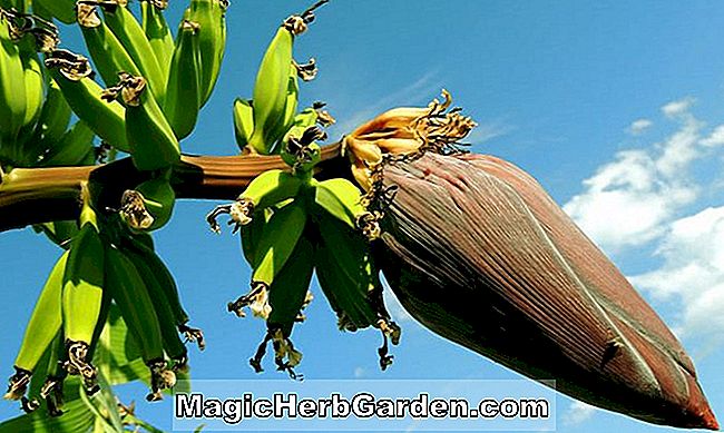 Bananavl og plantning Guide