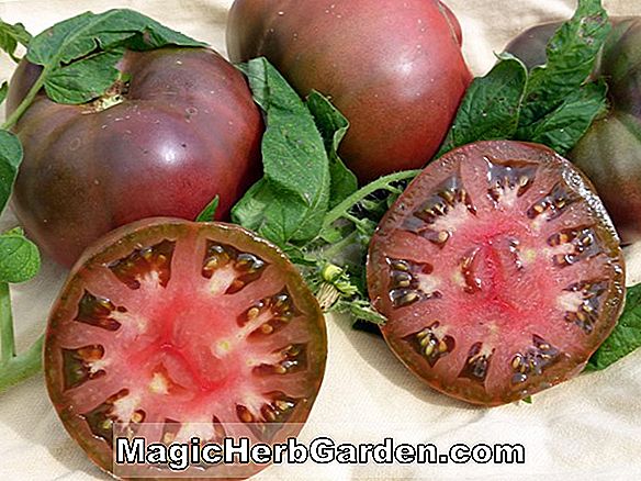 Have Design: Heirloom Tomat Growing Information