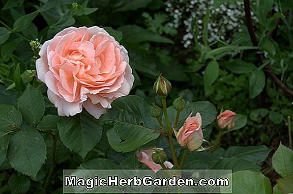 Rose, meget speciel haveplan