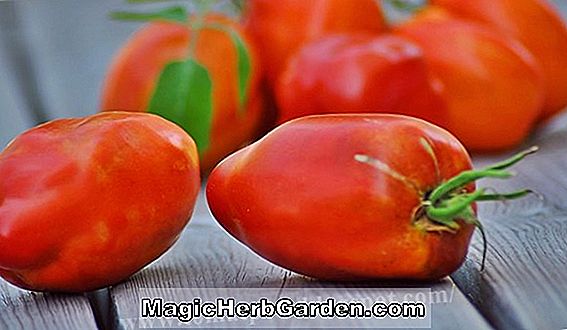 Tomatfrø voksende problemer