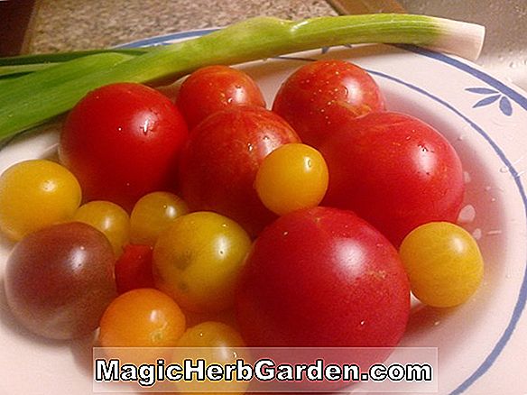 Have Design: Tomatfrø, ikke tomatplanter!