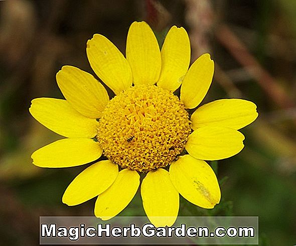 Anthemis - Golden Marguerite, Common Chamomile, Stauder Guide til Plantning af blomster