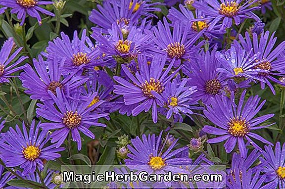 Aster - Michaelmas Daisy, flerårige guide til plantning af blomster