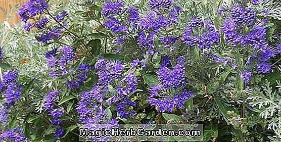 Caryopteris - Blå Spiraea, Stauder Guide til Plante Blomster