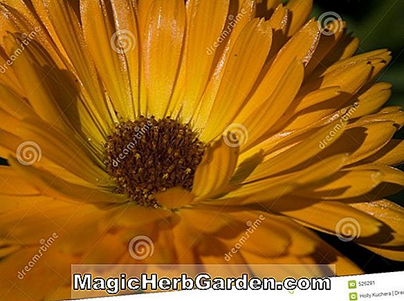 DIMORPHOTHECA Cape-marigold (afrikansk-orange daisy), årlig blomsterinformation