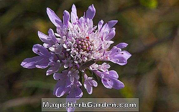 SCABIOSA - Pineushion blomst - sorgbror, årlig blomsterinformation