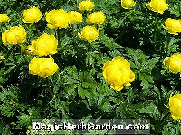 Trollius - Globe Flower, Stauder Guide til Plantning af blomster