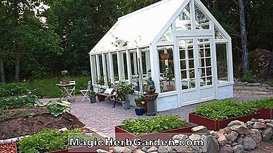 Plant hvidløg i din have
