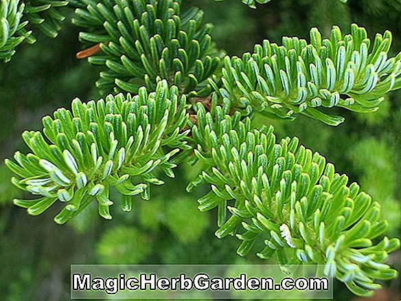 Abies fraseri (Southern Balsam Fir)