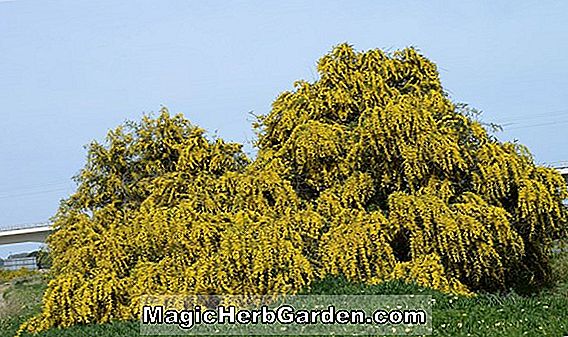 Acacia saligna (Weeping Wattle)