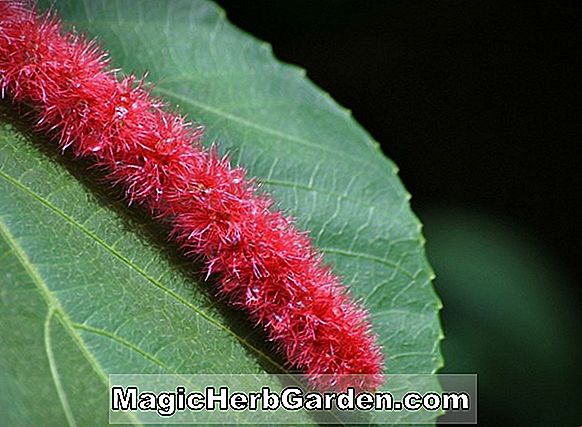 Acalypha hispida (Red-Hot Cat's-Tail)