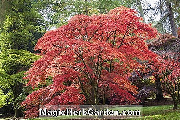 Acer davidii (Rosalie Maple)