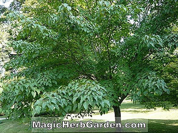 Pflanzen: Acer davidii (Karmenahorn)