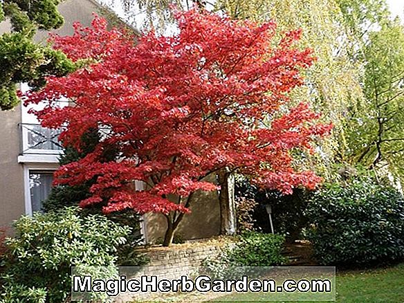 Acer palmatum (Atrolineare japansk Maple)
