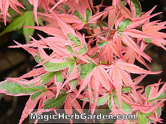 Acer palmatum (Kagiri-Nishiki japanske Maple)