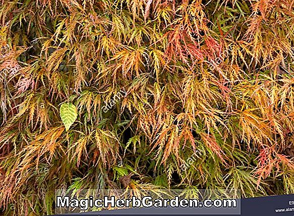 Acer palmatum dissectum (Dissectum Ornatum Variegatum japán juhar)