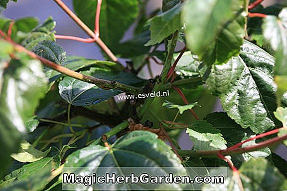 Plantes: Acer pectinatum (érable mousseux)