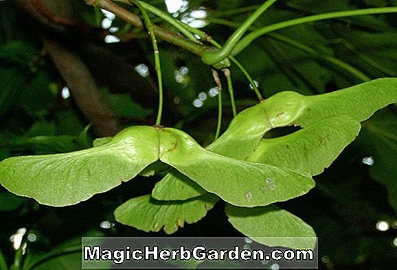 Acer platanoides (Palmatifidum Norway Maple)