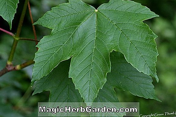 Planter: Acer pseudoplatanus (Sycamore Maple)