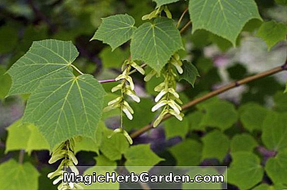 Acer tegmentosum (Maple)