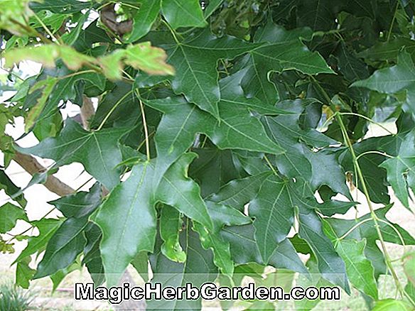 Acer truncatum (Shantung Maple)