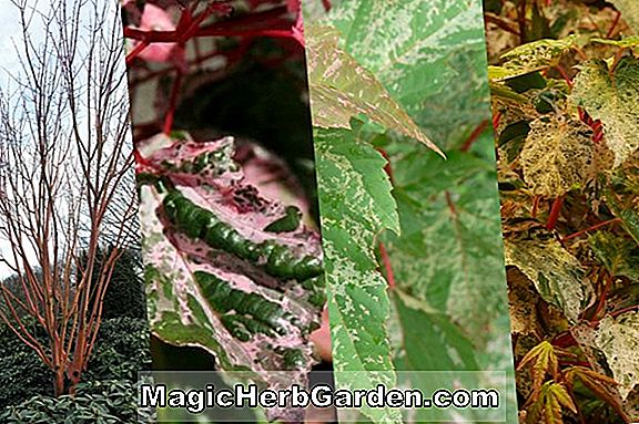 Plantes: Acer x conspicuum (Elephant's Ear Maple)