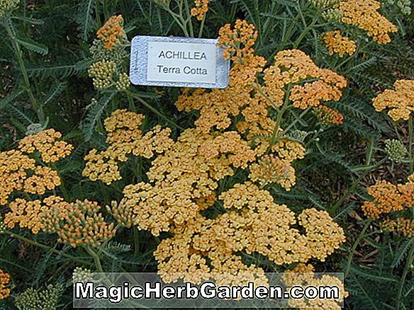 Achillea (Terra Cotta Yarrow)