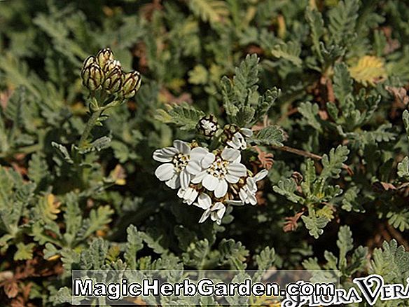 Achillea argentea (Argentea of ​​Gardens Yarrow)