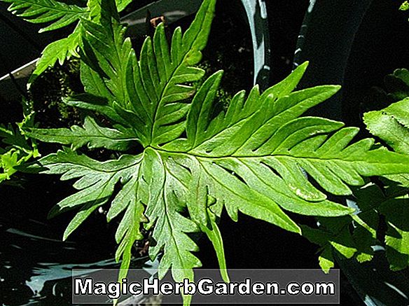 Adiantum aleuticum var. Subpumilum (Zwerg Maidenhair Fern)