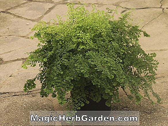 Planter: Adiantum raddianum (Crested Lambertianum Maidenhair Fern)