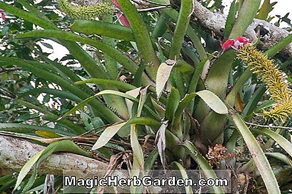 Aechmea dactylina (Finger Bromeliad)