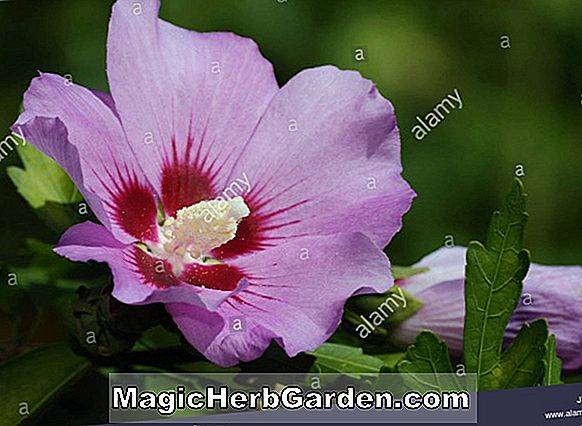 Alcea rosea (Indian Spring Hollyhock)
