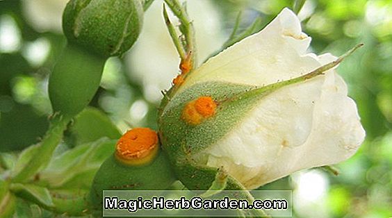 Alcea rosea (Powder Puff Hollyhock)