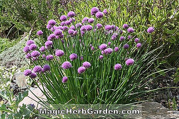 Planter: Allium beesianum (Almindelig navn ikke tilgængelig)