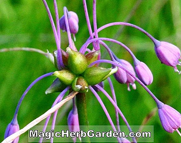 Allium carinatum (CommonName ikke tilgængelig)