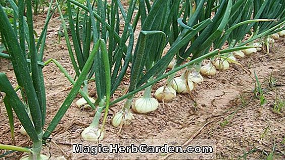 Allium cepa aggregatum (francia szálak)