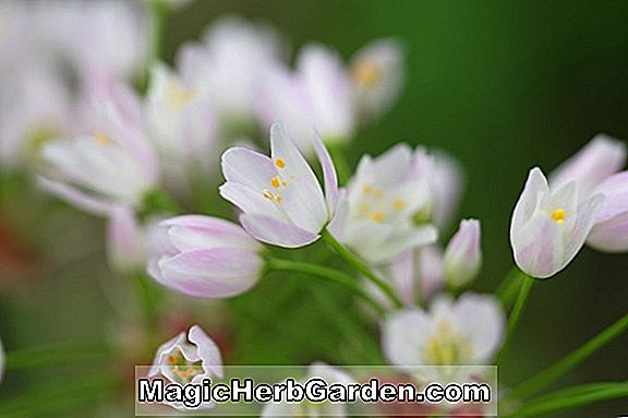 Plantes: Allium roseum (CommonName non disponible) - #2