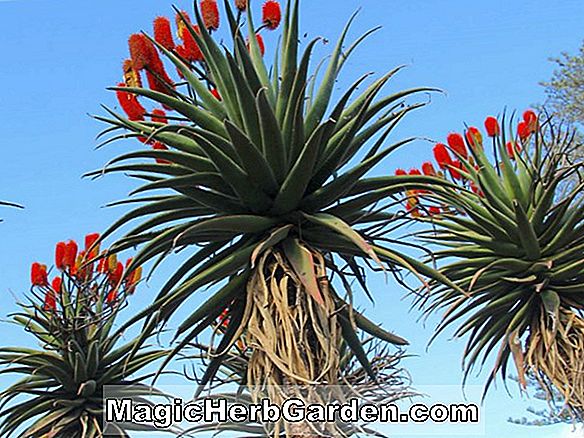 Pflanzen: Aloe excelsa (Aloe)