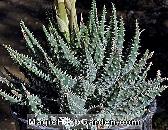 Aloe humilis echinata (Aloe)