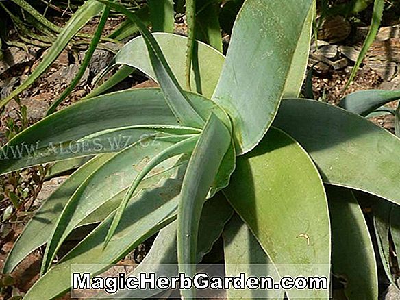 Plantes: Aloe ramonsiss (aloe de brousse)