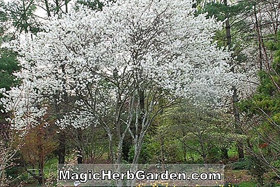 Amelanchier arborea (Serviceberry)