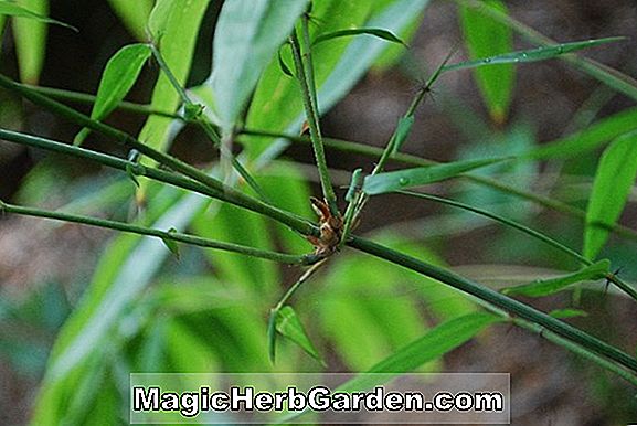 Ampelocalamus scandens (bambusz)