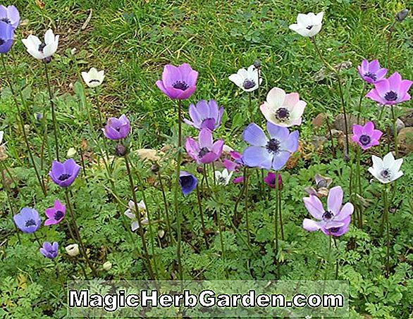 Anemone coronaria (A Menyasszony Mák Anemone)