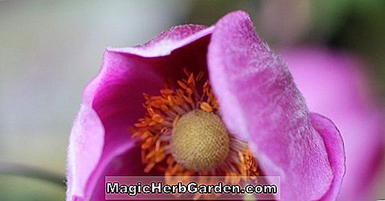 Anemone hupehensis (Bowles Pink Windflower)
