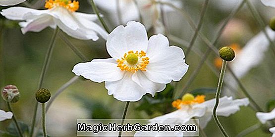 Anemone hupehensis (Elegans Windflower)